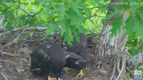 Hays Eagles Dad delivers a fish and H11 claims it but H12 steals it ! 2020 05 24 933am