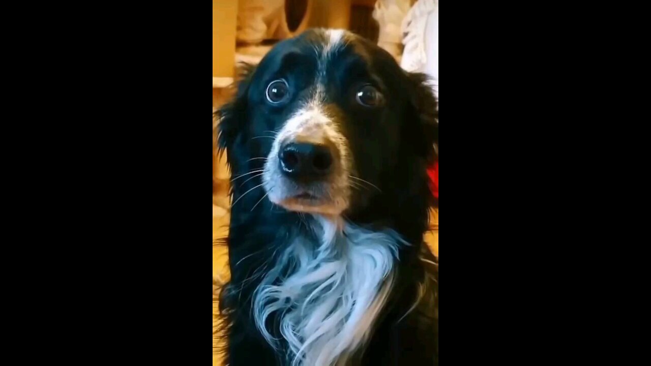 Funny dog 🐕 get scared 😱