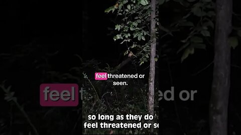 eyes in the woods