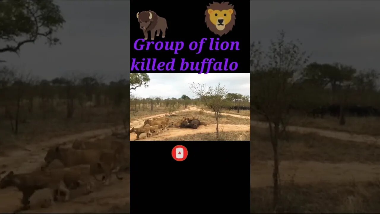 Group of lion killed buffalo 🦬#youtubeshorts #shorts