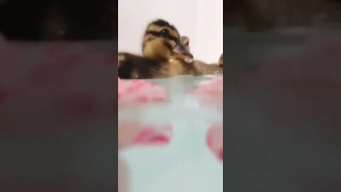 cute ducks are swimming🥰