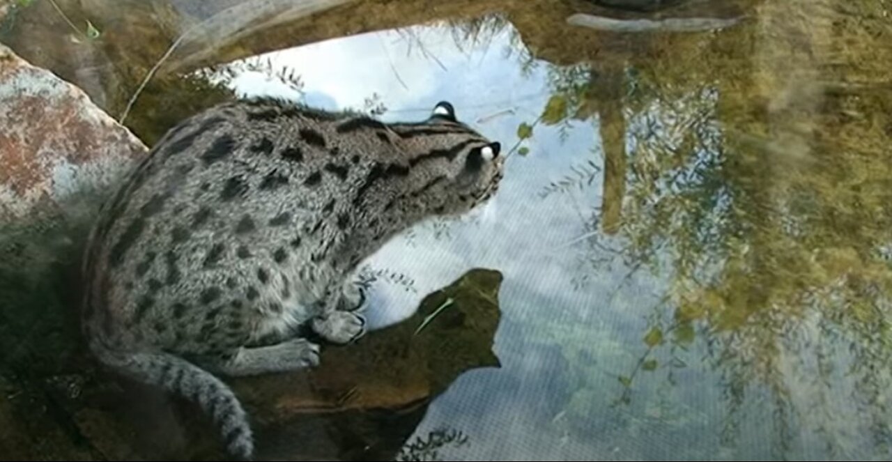 Fishing cat. See a show and like it!