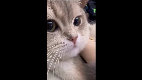 Cat funny video 🥰🥰