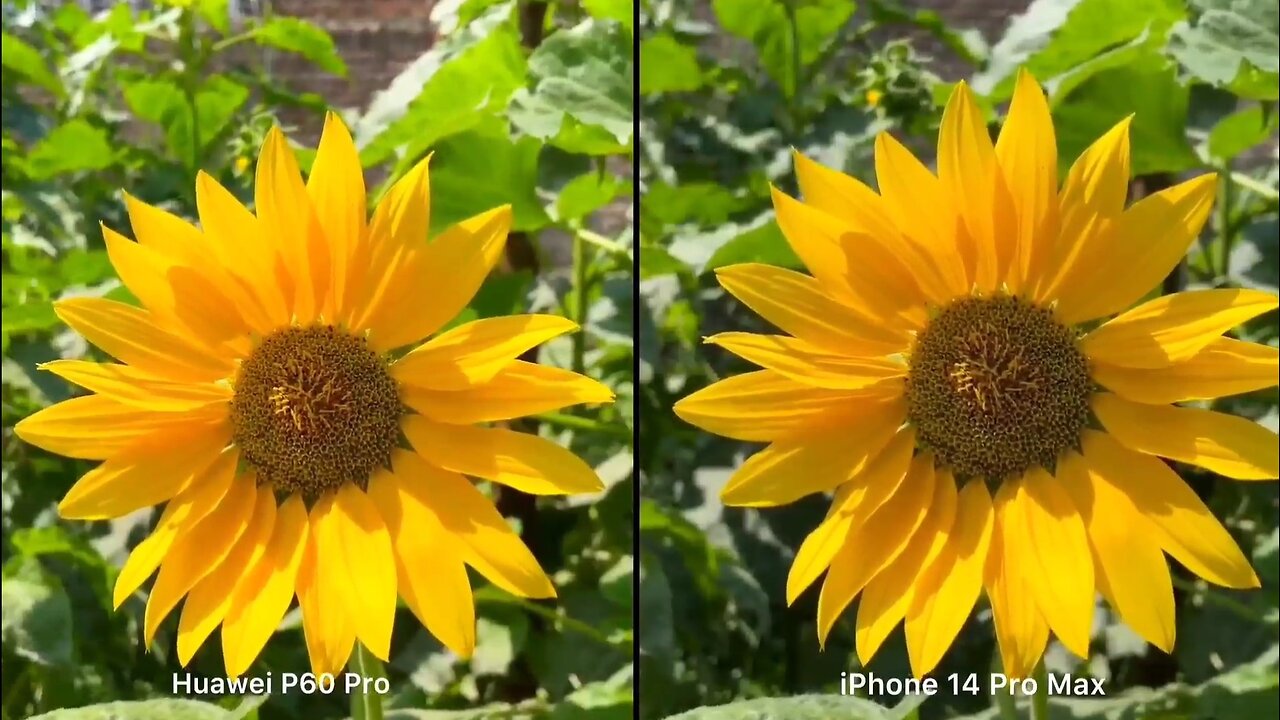 CAMERA TEST: HUAWEI P60 PRO VS IPHONE 14 PRO MAX