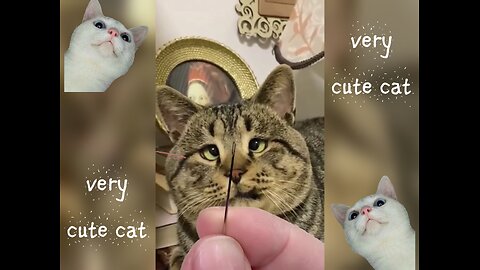 cute cat