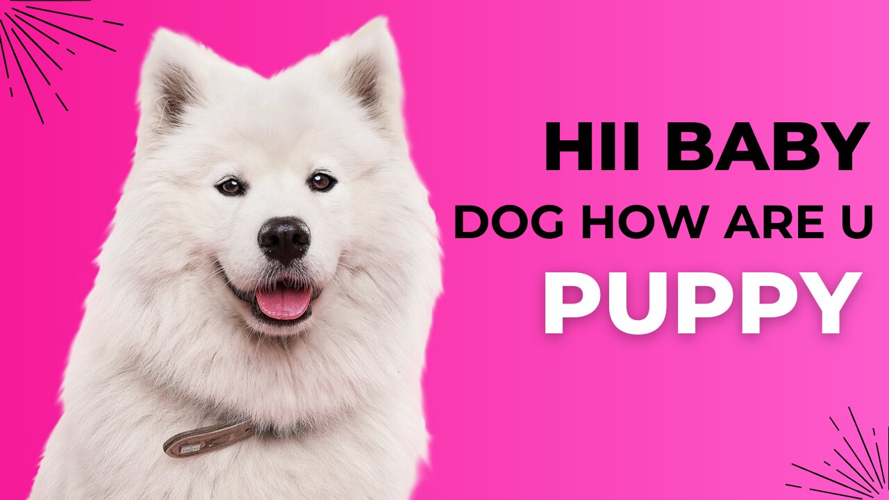 HII BABY PUPPY DOGS HOW ARE YOU VERY ATTRACTIVE FUNNY VIDEOS FOR DOGS to