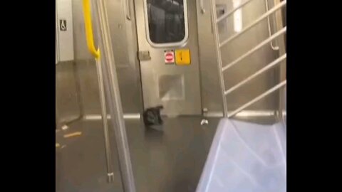 funny videos