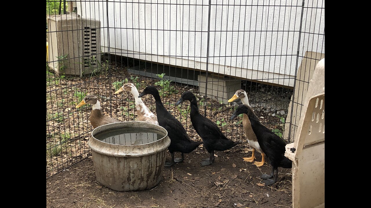 Spring ducklings all grown up