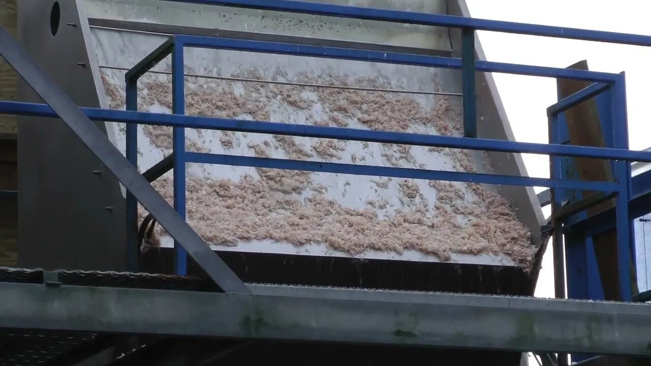DUMPING SHRIMP! Seafood Plant in Newport Oregon
