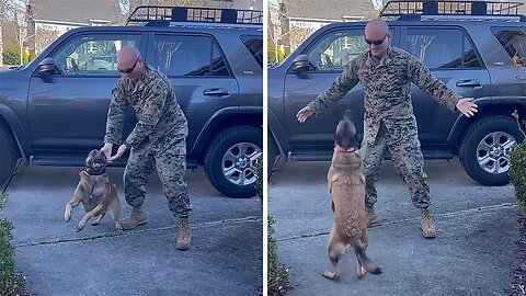 Dog has heartwarming reaction to owner's homecoming