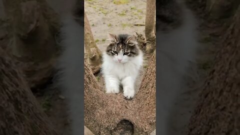 funny cat videos | cute cat videos |cute animals | funny cats #shorts