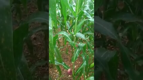 @agriculture, #shorts,#raitha,#farmers,#agriculture,