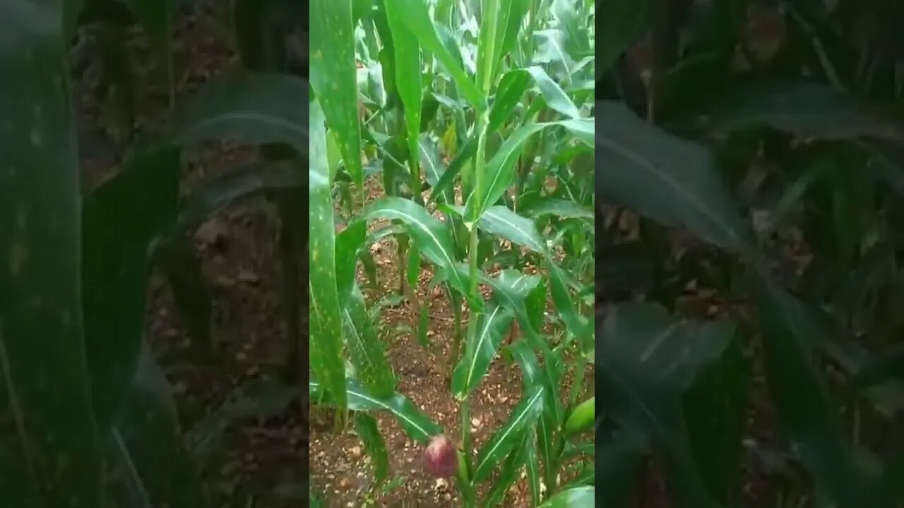 @agriculture, #shorts,#raitha,#farmers,#agriculture,