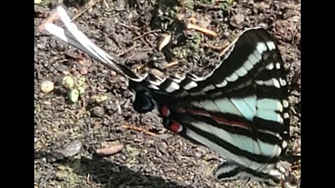 Unique Visitor to Cats Hobby Corner Garden - 6/16/2022