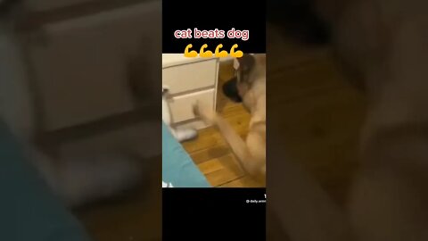 Cat surprised dog 🤣