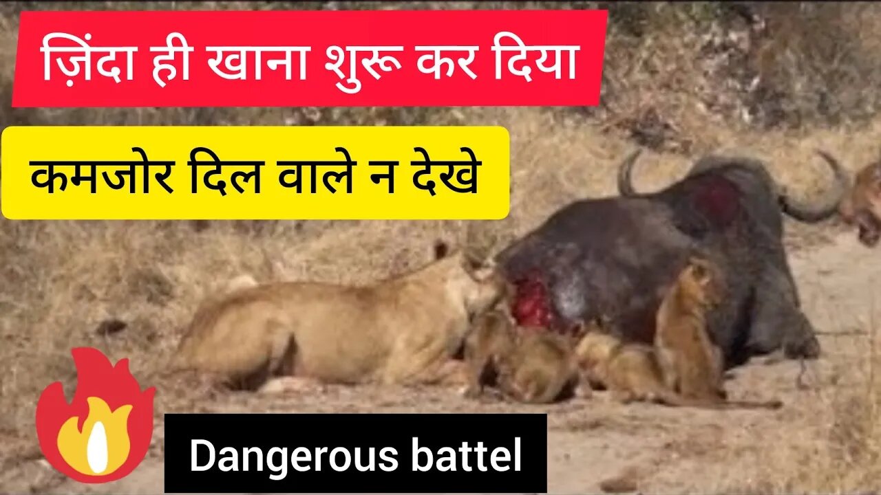 कमजोर दिल वाले ना देखें । lion vs buffalo fight wild life video dangerous animal fight