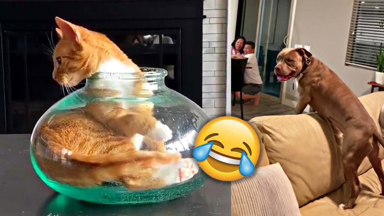 Funny animal Videos - Funny cat 😹🐶 and dog - Funny pet videos 😂