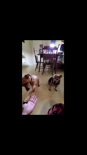 Puppy Gets Impatient