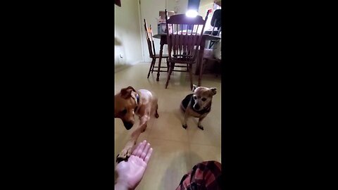 Puppy Gets Impatient