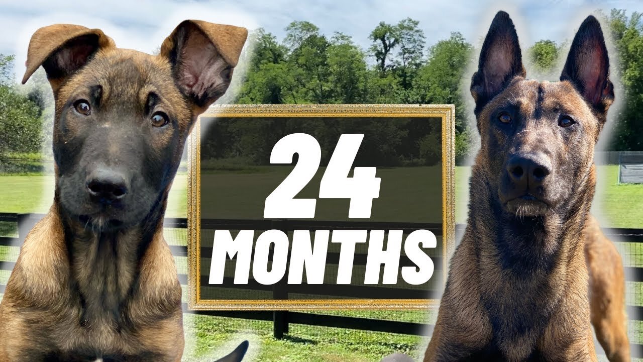 Belgian Malinois TWO YEARS LATER! PT.3!