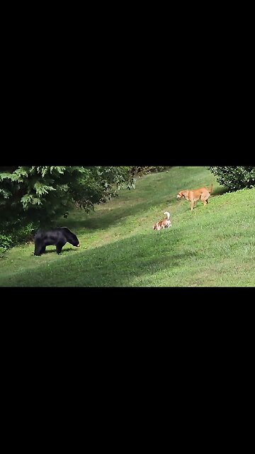 Dogs confront bear before it swipes and sends them fleeing
