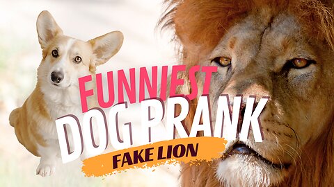 Watch This Hilarious Dog Prank Unfold with a Fake Lion - Guaranteed to Leave You in Stitches!