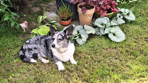 Zazdrosna Mała corgi