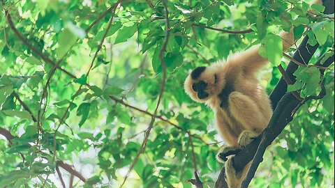 Monkey eating fruits.