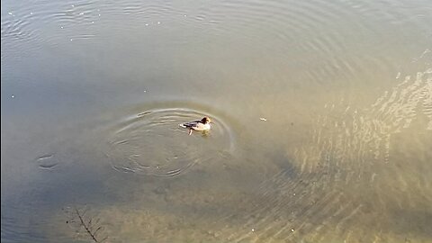 DIVING DUCK 🦆