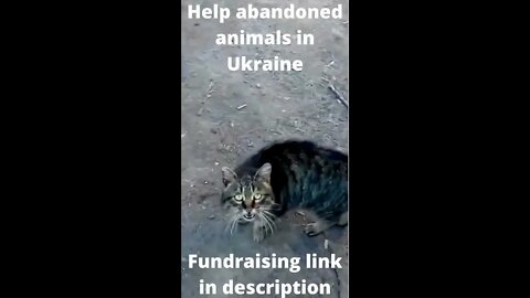 Help abandoned animals in Ukraine