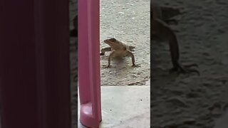 Calango comendo pão