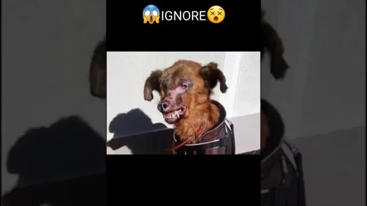 Funny & Cute Dog Compilation TikTok #shorts 😻1080p 3