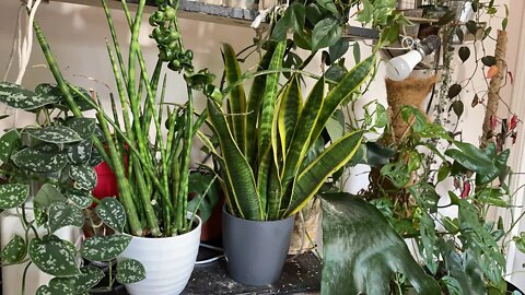 Garden/Plant Chit Chat