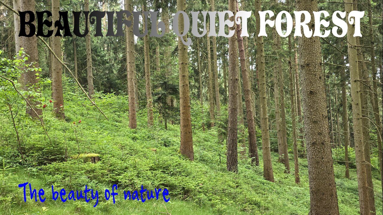 A very beautiful quiet forest / beautiful nature video / quiet forest sounds.