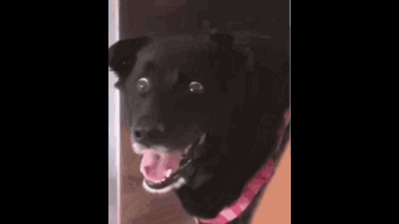 dogs having fun.