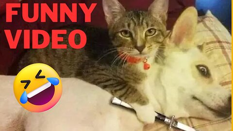 Latest Video Clips of Super Funny Animals 2023