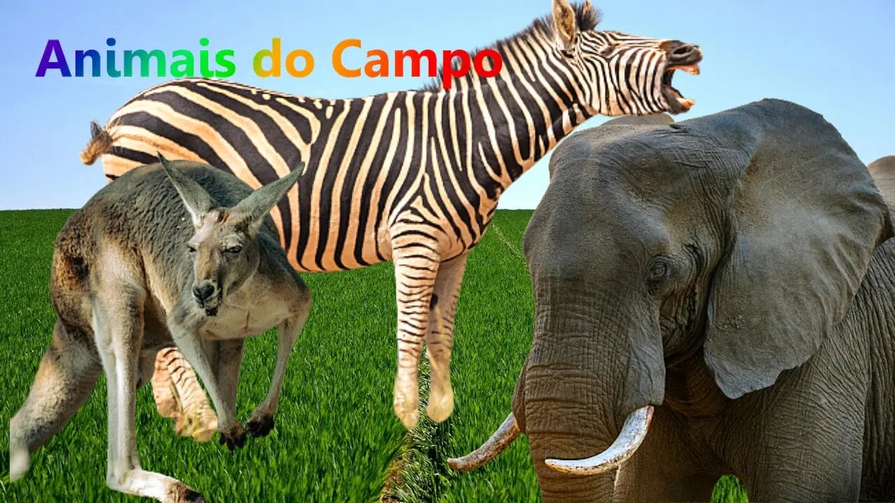 Animais Herbívoros Animais do Campo Som dos Animais Animais Selvagens Elefante Vaca Canguru Zebra