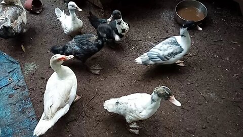 Muscovy ducks and Ducklings, waiting for their breakfast