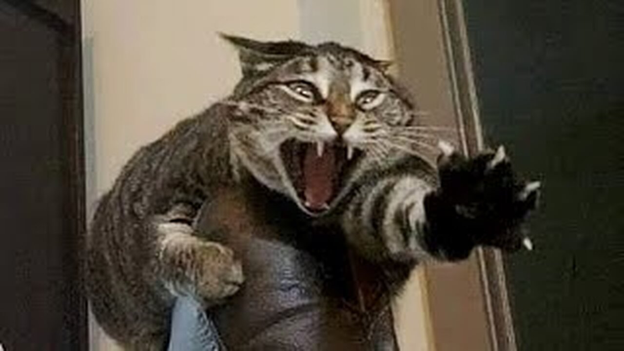 Best Funny Animal Videos 2023 - Funniest Cats And Dogs Video - Part - 40