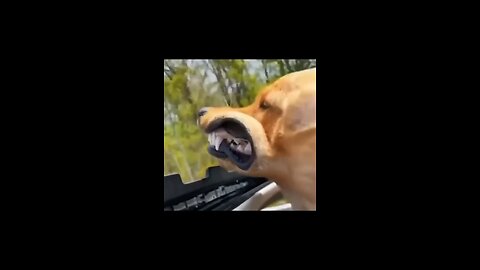 Funny Animal Dog And cat videos 2023 ||