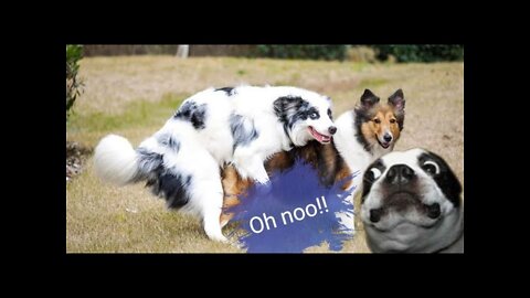 Cute Dogs Cats Funny Moments Cute Pets Compilation 2022