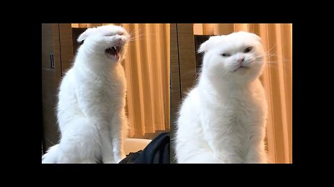 Best Funny Cat Videos 2024