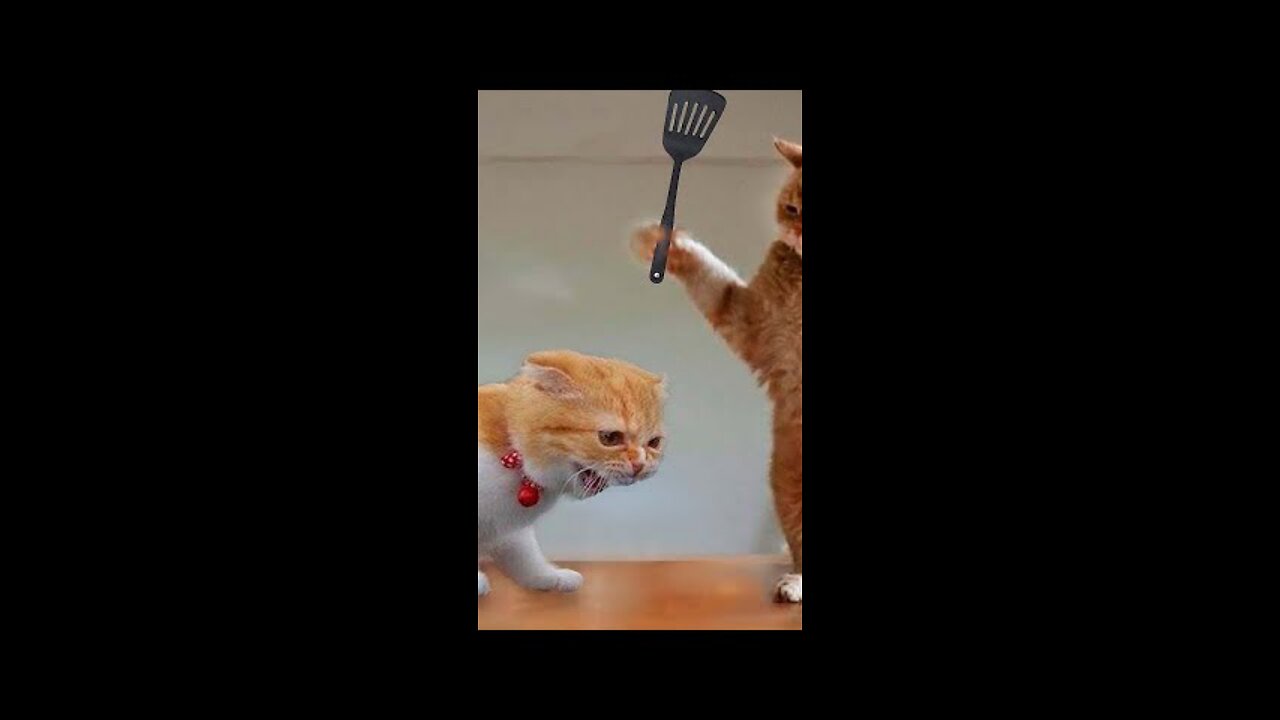 Funny Cats and Dogs 2023 - Funniest Animals 2023
