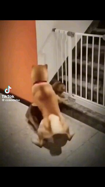 "Adorable and Hilarious: Funny Cute Pets Videos"