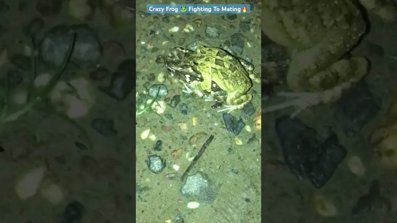 Crazy Frog 🐸 Fighting To Mating🔥 #frog #animals #viral #animalshorts #frogmating #animal