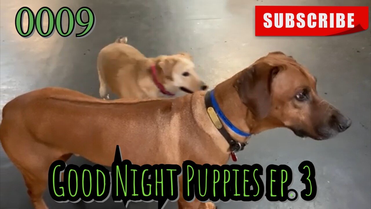 the[DOG]diaries [0009] Good Night Puppies - Episode 3 [#dogs #doggies #thedogdiaries]