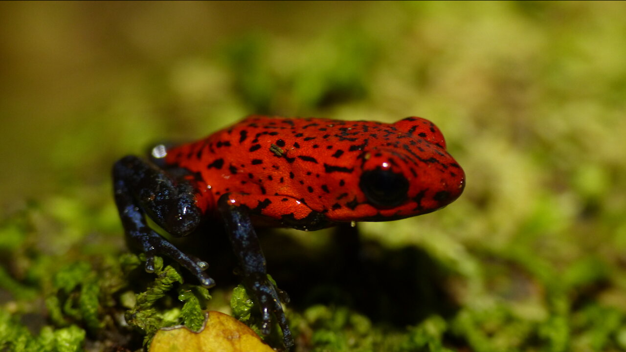 Die Amphibien (Frösche) Costa Ricas Doku