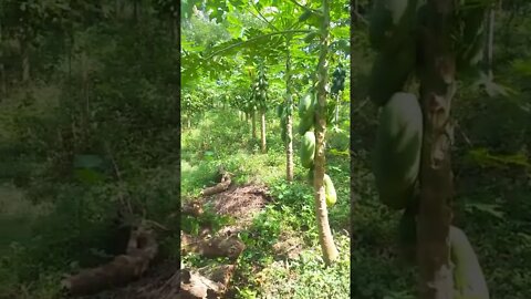 kebun pepaya