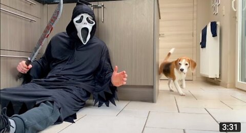 Dogs vs Ghostface