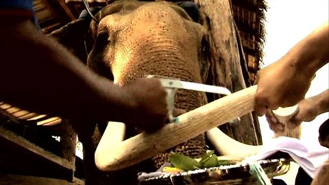 Elephant Tusk Trimming
